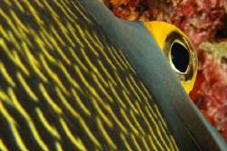 Angelfish eye, viewed from behind.  Nikon D70, 60 mm macr... by David Heidemann 